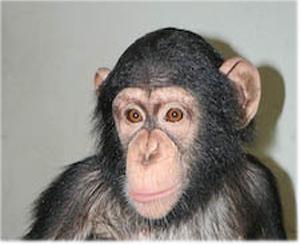 Вместо Джонни в зоопарке хотят новую обезьянку. Фото пресс-службы Киевского зоопарка.