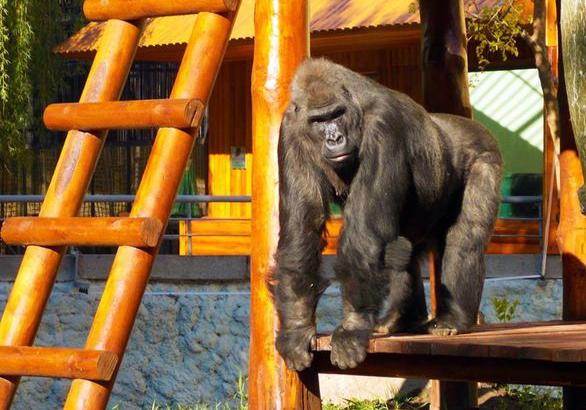 Новость - Досуг и еда - Погуляй с гориллой: киевлян приглашают навестить Тони в новом вольере