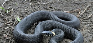 Осторожно змеи: рептилии селятся в домах крымчан