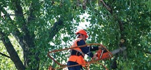 В Днепропетровске планируют убрать около полторы тысячи деревьв