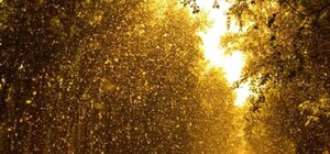 Тополиный пух, жара, июнь: киевлян просят ответить онлайн, стоит ли вырубать тополя