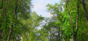 В парке Шевченко у двух парней отобрали телефоны, часы и обувь