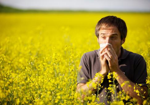 Новость - События - Объявлен карантин: киевских аллергиков предупреждают о цветении амброзии