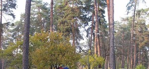 Присоединяйся: сегодня будут обсуждать будущее Парка Партизанской славы