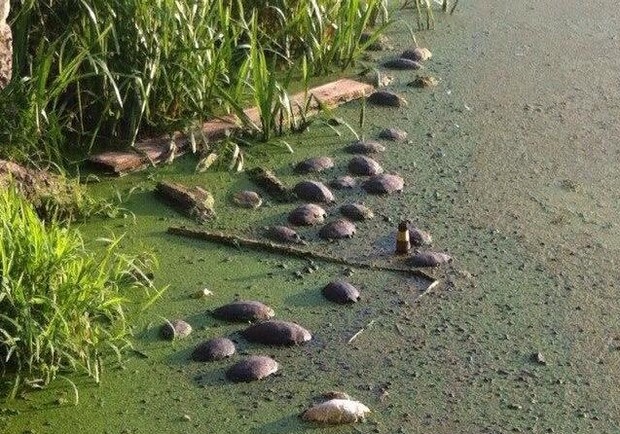 Новость - События - В киевском озере погибли черепахи редкого вида