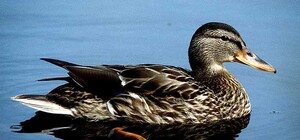 ОУЛОХ: Убивай, но не трогай фифи