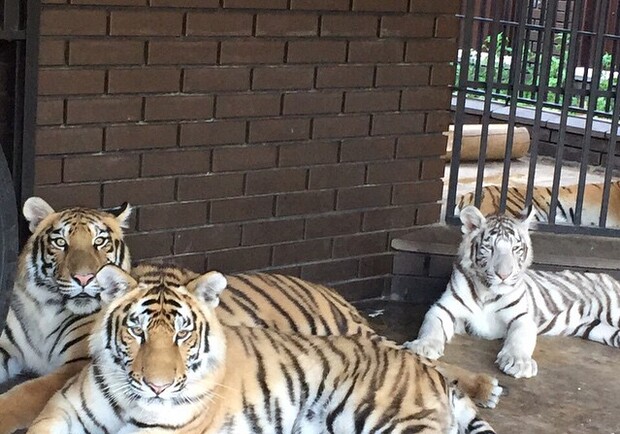 Новость - События - Тигрят из Киевского зоопарка отдали владельцу ресторана