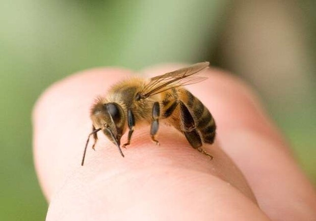Новость - События - В Киеве женщина скончалась от укуса пчелы