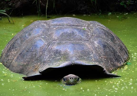 Новость - События - В озере на Нивках поселилась огромная черепаха