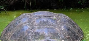 В озере на Нивках поселилась огромная черепаха