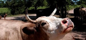 В Джанкойском районе Крыма началось повальное заболевание коров лейкозом