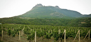 Земли виноградников 