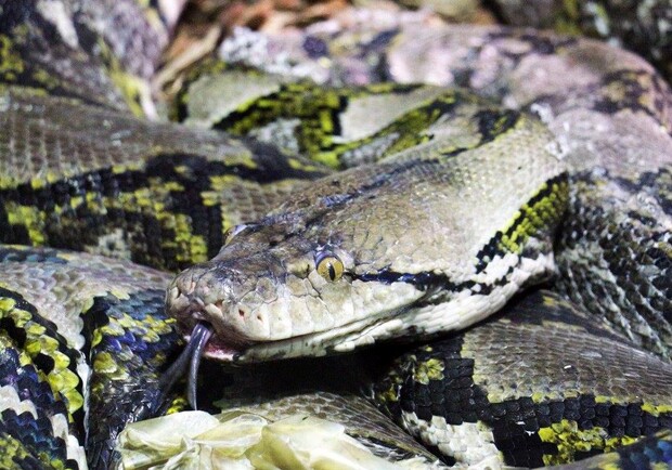 Новость - События - Фотофакт: в киевском зоопарке появилась огромная змея