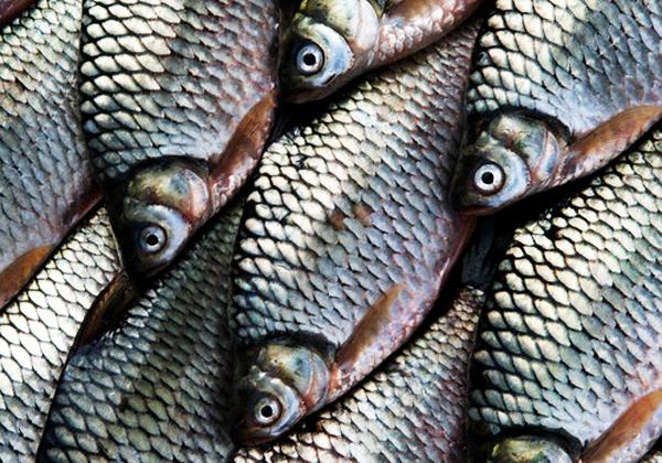 Новость - События - В Днепре запретили ловить рыбу