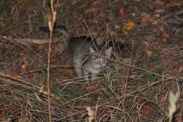 Новость - События - В лесу под Киевом нашли сотню замученных котят, половина - мертвы