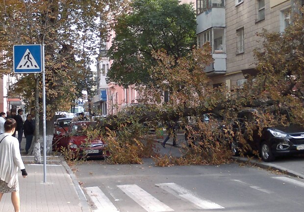 Новость - События - Фотофакт: в центре Киева дерево упало на автомобили