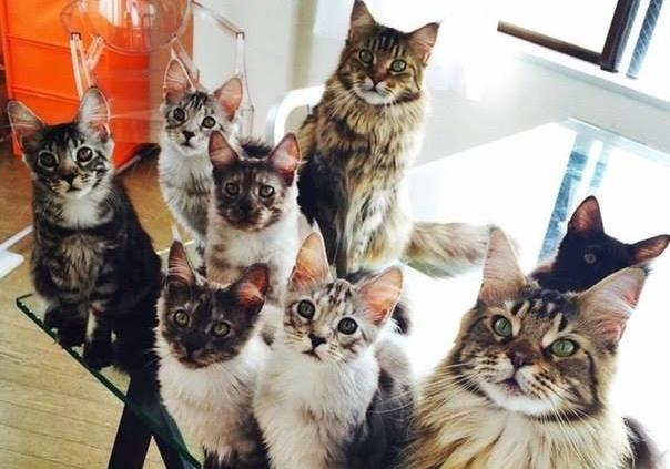 Новость - События - Есть вакансия: в кошачье кафе разыскивается "повелительница кошек"