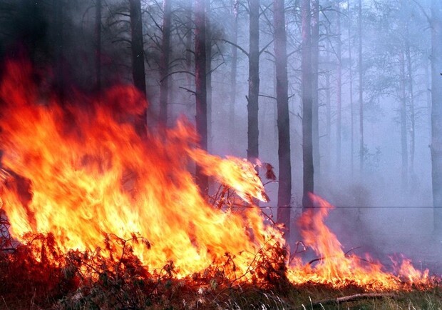 Новость - События - Под Киевом тушат большой пожар в лесу