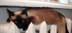 Мерзнуть не будем: На выходных в квартиры и дома запорожцев 