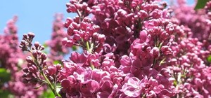 В Крыму в третий раз цветет сирень