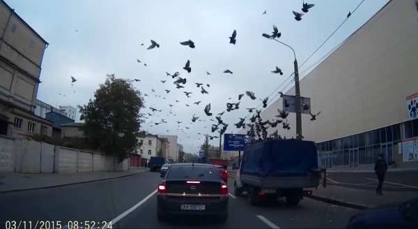 Новость - События - Видео дня: на Подоле стая голубей села на крышу движущегося авто