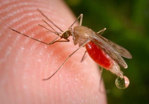 Новость - События - В столице зафиксирована смерть от малярии