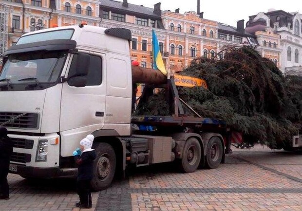 Новость - События - На Софийскую площадь приехала главная елка страны: когда установят и зажгут