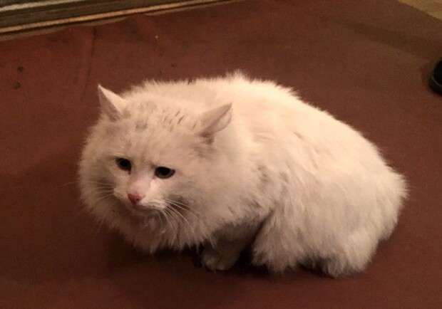 Новость - События - В Соломенском районе потерялась беременная кошка-блондинка