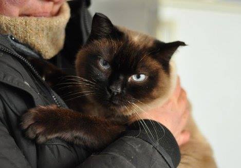 Новость - События - В Киеве ищут дом для сиамской кошки, которую выбросили на острове