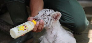 В ялтинском зоопарке 