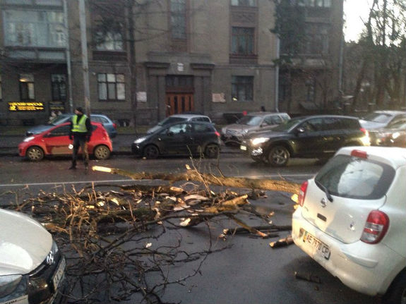 Новость - События - На Институтской дерево упало на припаркованные авто