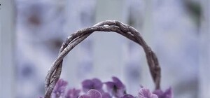 Вход свободный: в Музее истории Киева покажут уникальные фиалки