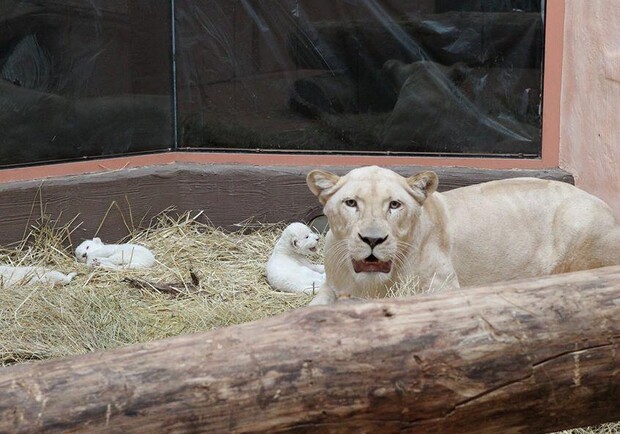 Новость - События - В зоопарке под Киевом родилось трое львят: киевлян просят придумать имена