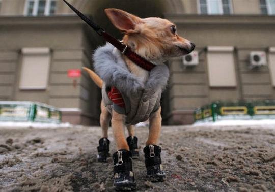 Новость - События - Подпиши петицию: в Киеве предлагают запретить посыпать улицы реагентами портящими обувь и лапы животным