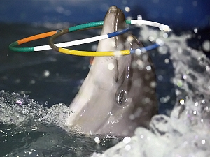 Какая судьба ждет обитателей дельфинария, пока не известно.
Фото с сайта kp.ua