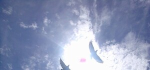 Пока смерть не разлучит нас: под Киевом нашли мертвую супружескую пару