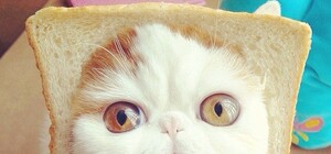 Мейн-куны, вислоушки и редкие породы: в Киеве пройдет бал кошек