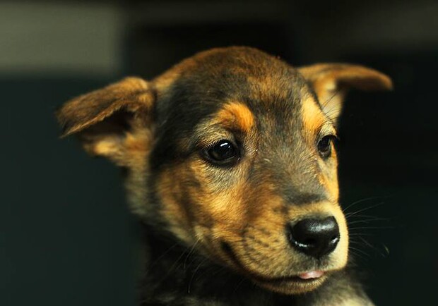 Новость - События - В Киеве ищут новых хозяев для щенка с грустными глазами