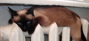 Львів'янину на замітку: куди звертатись щодо нарахувань за тепло