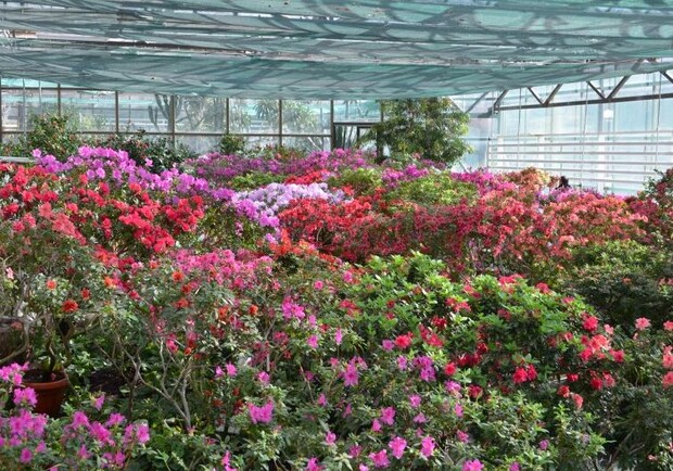 Новость - Досуг и еда - 8 марта в цветах: ботсад приглашает в цветущие оранжереи