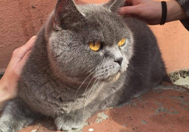 Новость - События - Помогите найти: в Киеве разыскивают хозяев красивого кота