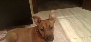 В Киеве искали хозяев рыжего щенка