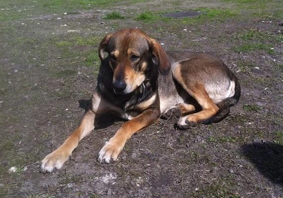 Новость - События - Поможем Малышу: в Киеве ищут дом собаке, у которой умер хозяин