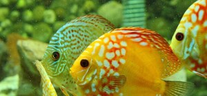 Метиннис, красный жемчуг и карпы-долгожители: в Детском парке появились экзотические новоселы [Фото]