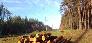 Гектари вирубаного лісу, пересохлі річки:  Карпати захистили тільки на папері (відео)