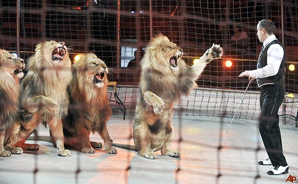 Новость - События - Подпиши петицию: уволить всех животных из цирка