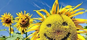 В Киеве рисуют новый необычный мурал: жильцы недовольны и хотят подсолнухи