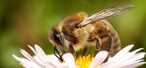 Запорожанка поделилась видео пчелиного флешмоба