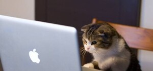 Неприятности на Ex.ua продолжаются: узнай, работает ли сайт