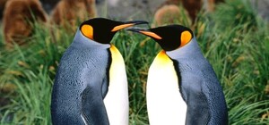 Харьковчане хотят поселить в зоопарке пингвинов